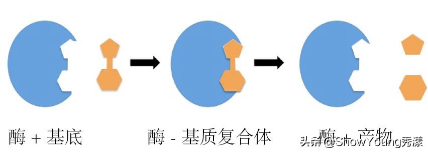 能减肥又能美白,网红酵素美白效果