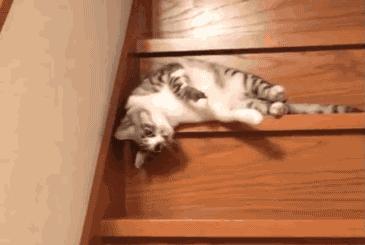 猫是固体还是液体,猫咪究竟是液体还是固体