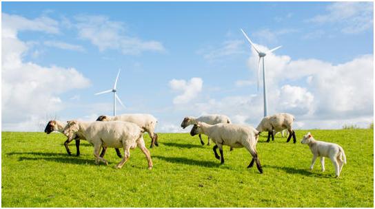 中合海盛互联网+养殖或将成为致富“金钥匙”