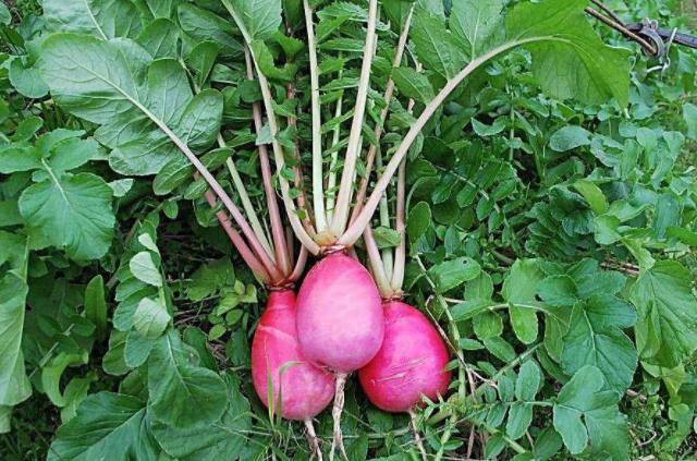 芦笋栽培及田间管理,芦笋种植技术和注意事项