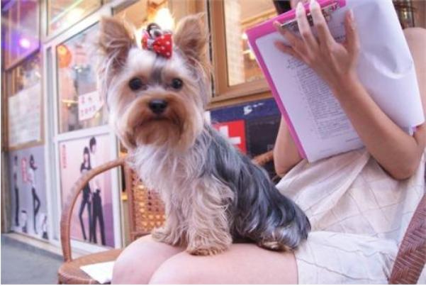 最臭的6种狗狗全养过的算你厉害,盘点7种自带香味的狗狗