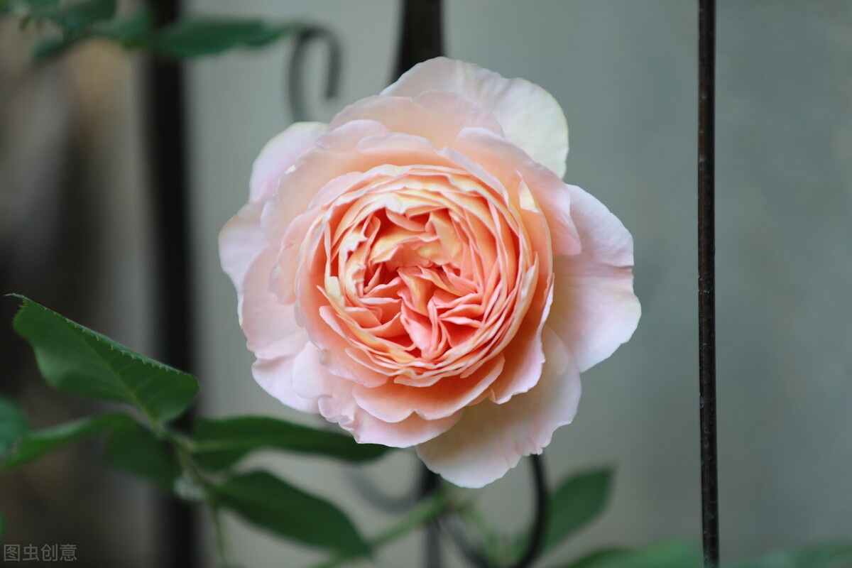 伊芙伯爵藤本月季的优缺点,艾拉绒球藤本月季优缺点