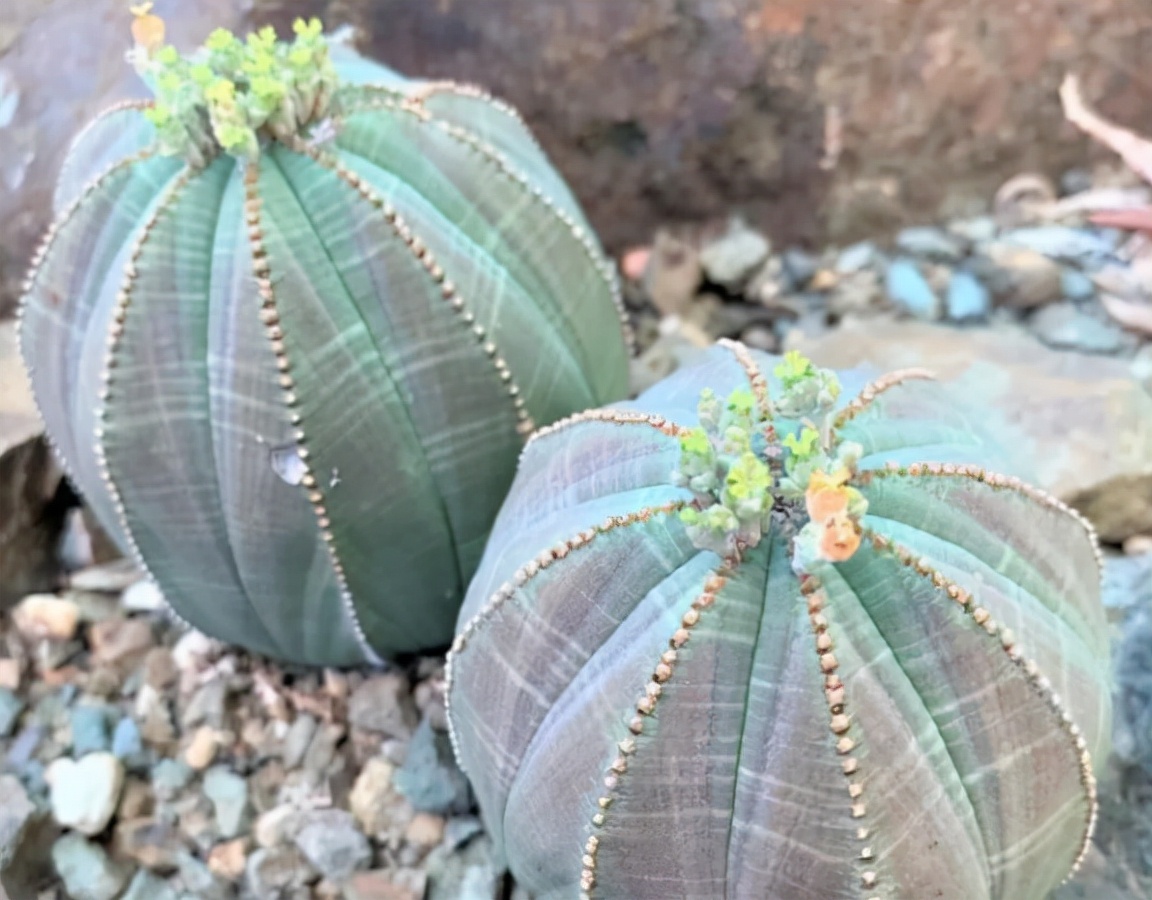 稀有奇特进口多肉,家里养着五种常见多肉