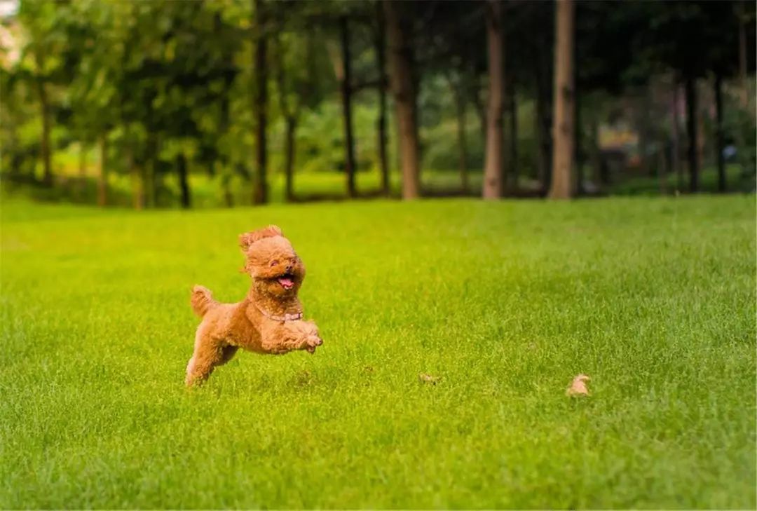 狗狗后腿外八字是怎么回事,狗狗后腿外八字