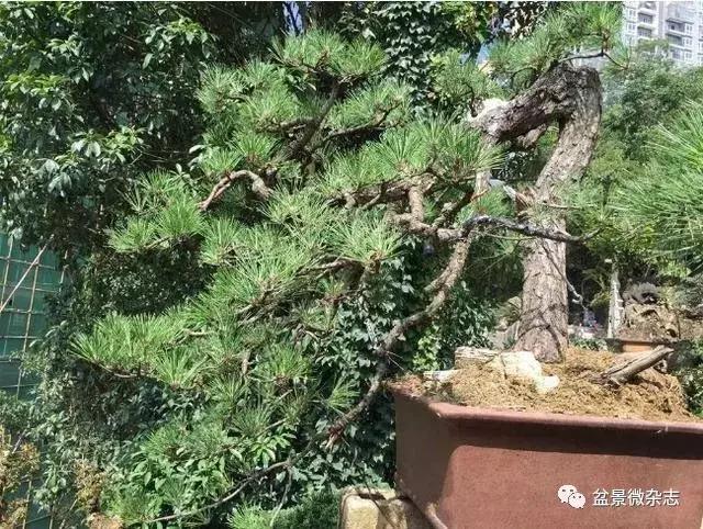 全世界最贵的100棵盆景,最贵的十种盆景