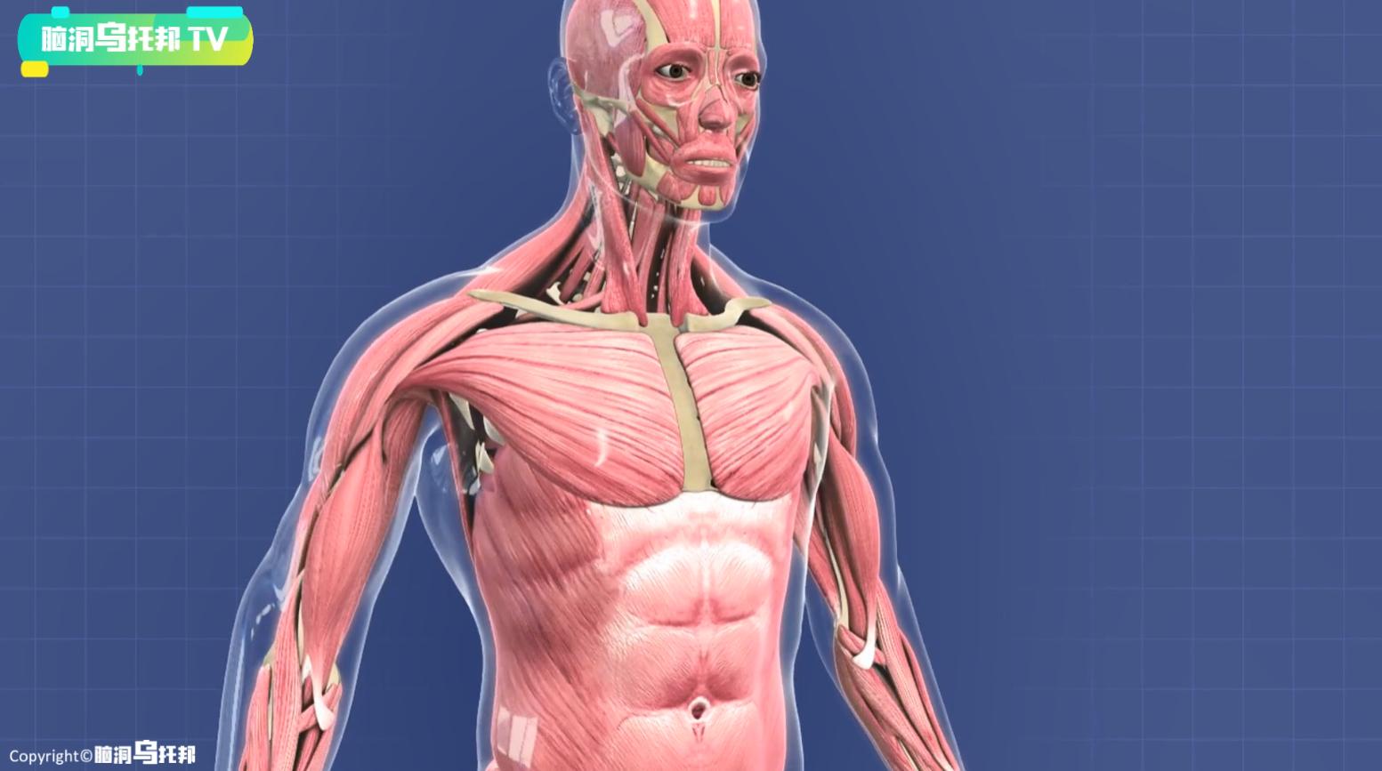 主宰人生死的隐藏器官,主宰生死的神秘器官