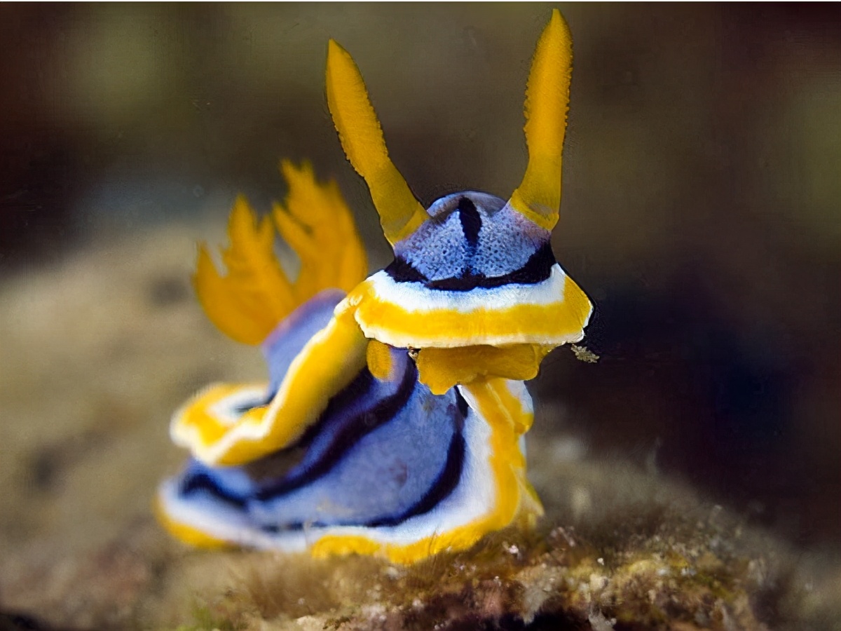 既是雌性又是雄性,雌雄一体的动物怎么产下一代