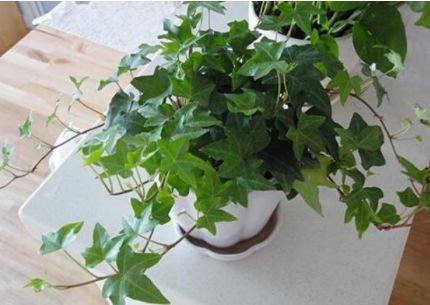 净化空气吸甲醛最好的植物排名,比较推荐的吸甲醛的植物