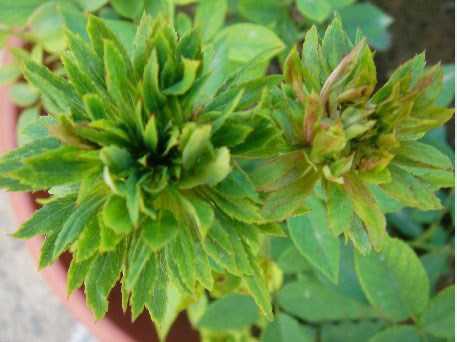 绿色花苞的花是什么花,常见的绿花