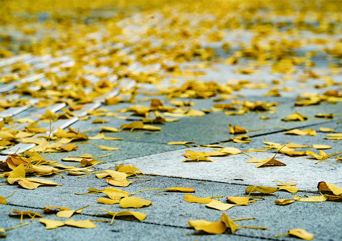 成都的银杏几月份最佳观赏期,成都银杏观赏指南