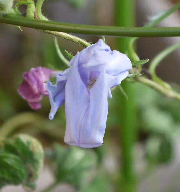 牵牛花到处都可以肆无忌惮的生长,不常见的品种,美出天际!