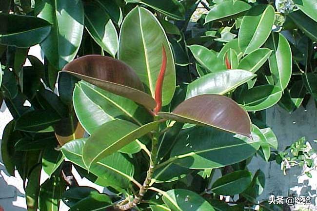 橡皮树黄叶掉叶是怎么回事,橡皮树掉叶的地方还能长出叶子吗