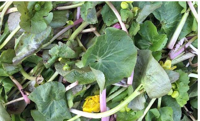 马蹄菜长什么样子,马蹄荸荠俗称