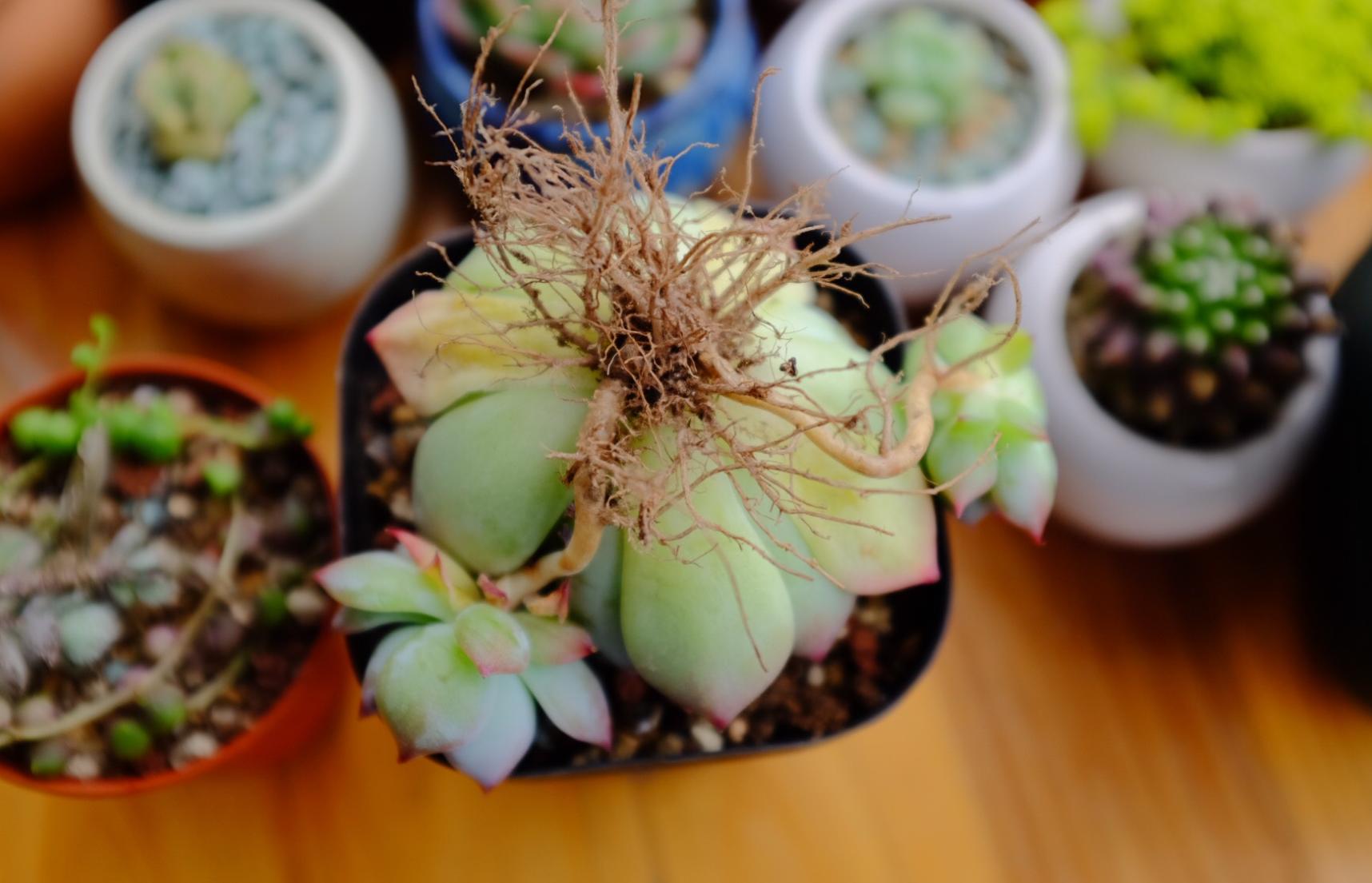 多肉不服盆僵苗了,多肉两个月不服盆僵苗怎么办