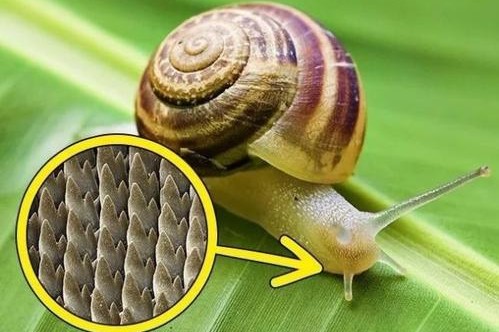 人类牙齿在进化过程中逐渐变小,为什么人类不进化出强力的牙齿呢