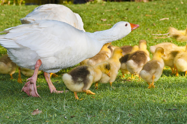 遇到大鹅攻击怎么办,如果被一群大鹅攻击怎么办