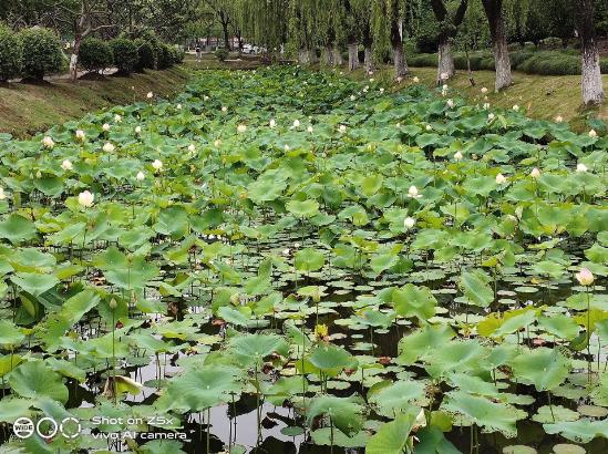 vivoz5x全面详细评测,美得不像千元机vivoz5x精美体验