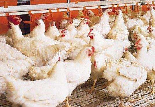 畜禽养殖抗菌药减量化指导,畜禽养殖源头减量控制技术