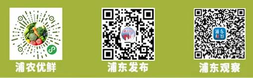 上海浦东新区川沙镇镇长,上海浦东新区川沙新镇党委书记