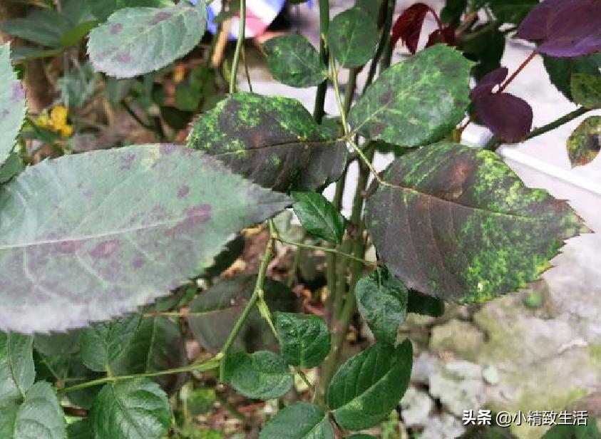 养月季花,这10种病虫害很常见,发病特征和防治方法都在这里了