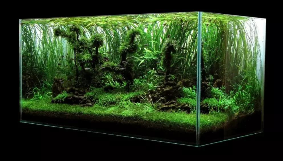 三角形构图水族造景,水族造景构图黄金比例