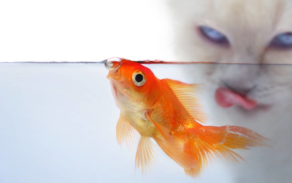 金鱼怎么养才能方便又好养,怎样养金鱼才能使金鱼活得更久