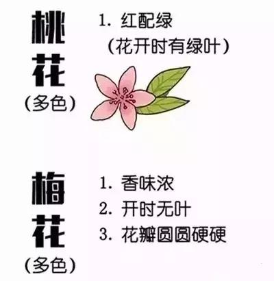 最美的花送给大家共赏,最美的花送给大家观赏