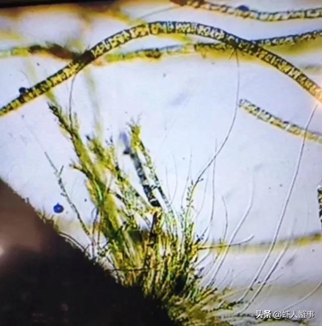 水草挂脏产生的原因及处理方法,如何快速解决水草挂脏