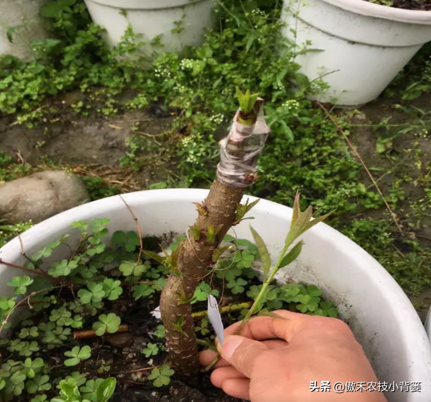 紫叶矮樱做砧木可嫁接红叶桃树,杏树砧木嫁接桃树多长时间能成活