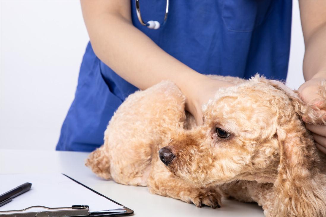 新手养泰迪犬要注意些什么,养泰迪犬需要注意啥