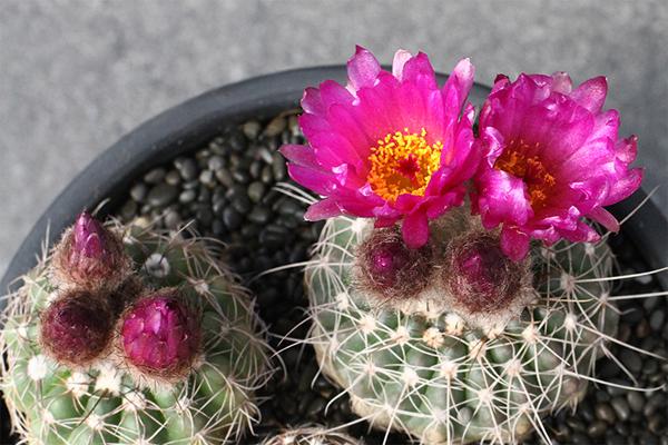 仙人掌开花有多美,仙人掌花开好娇艳