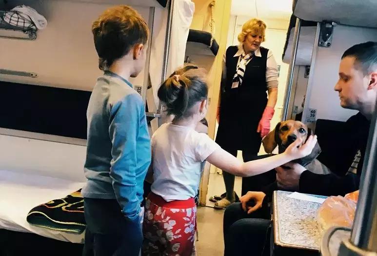 年底“人类大迁徙”，猫猫狗狗旅行怎么办？