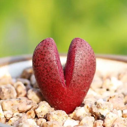 多肉生石花好看视频,多肉生石花开图