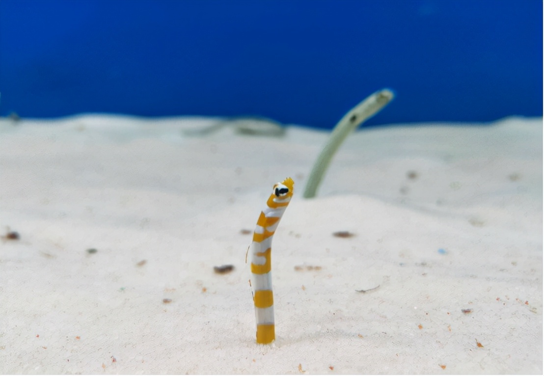 灭绝的超大巨蟒蛇,目前存活最大的蛇巨蟒