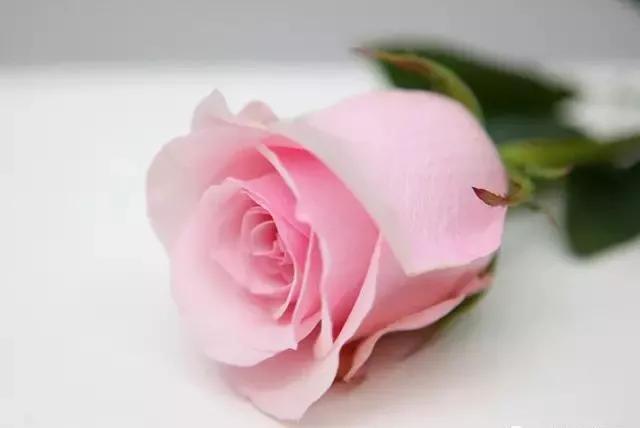 每天学习一点点花卉,100种常见玫瑰品种