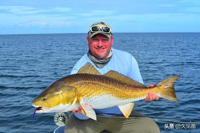 红鱼为什么泛滥成灾,入侵物种红鱼