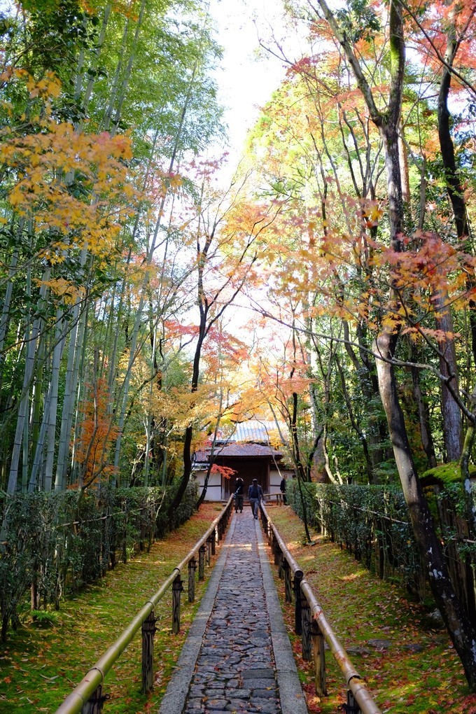 京都赏枫2022,京都赏枫必去景点有哪些好玩的