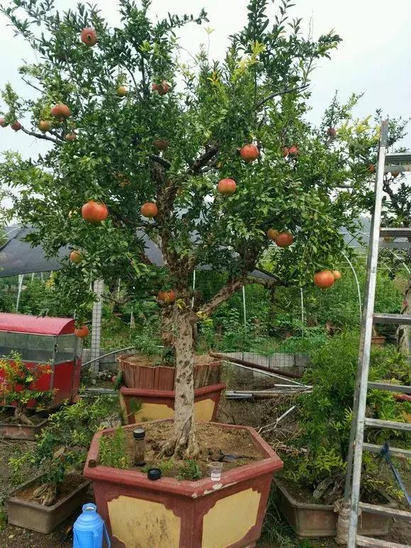 盆栽石榴怎么才能开花结果,如何促使盆栽石榴多开花