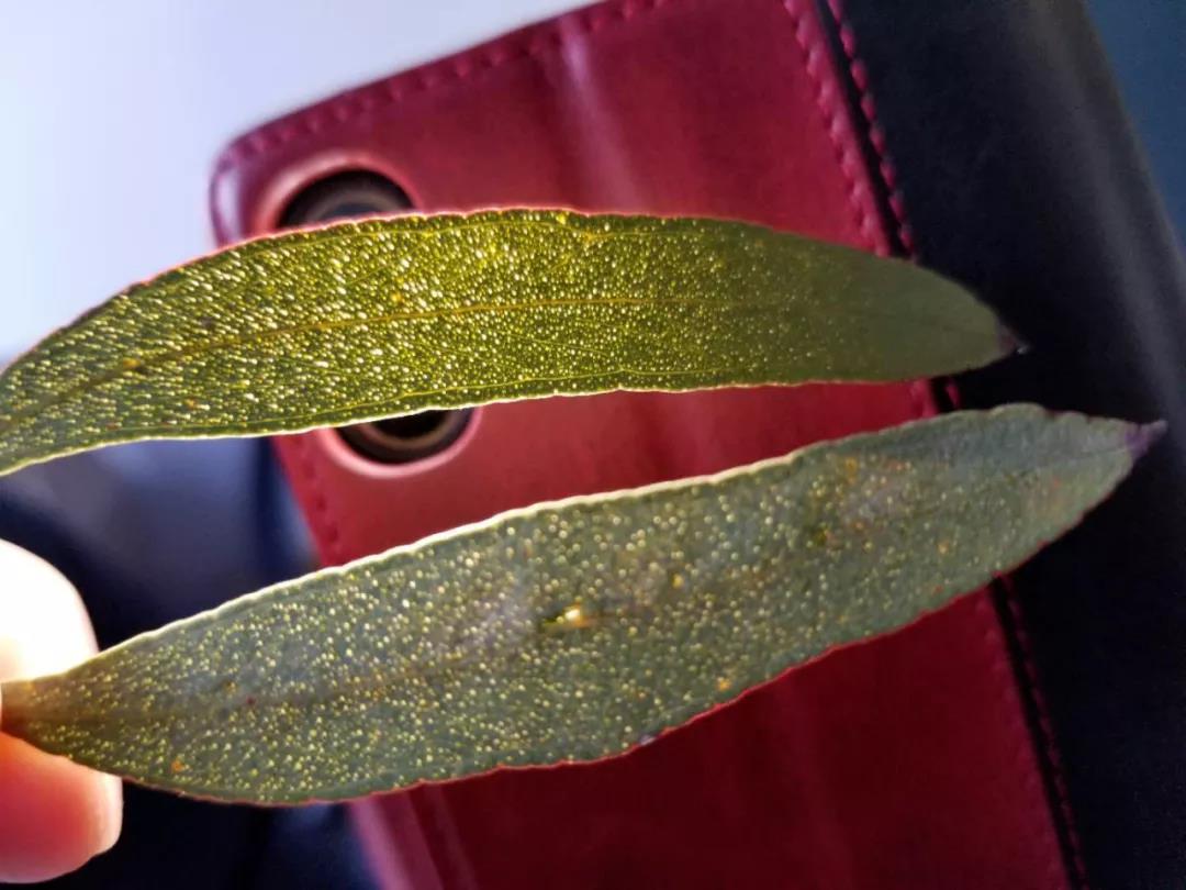 饲料禁抗和全面禁抗,饲料禁抗的视频