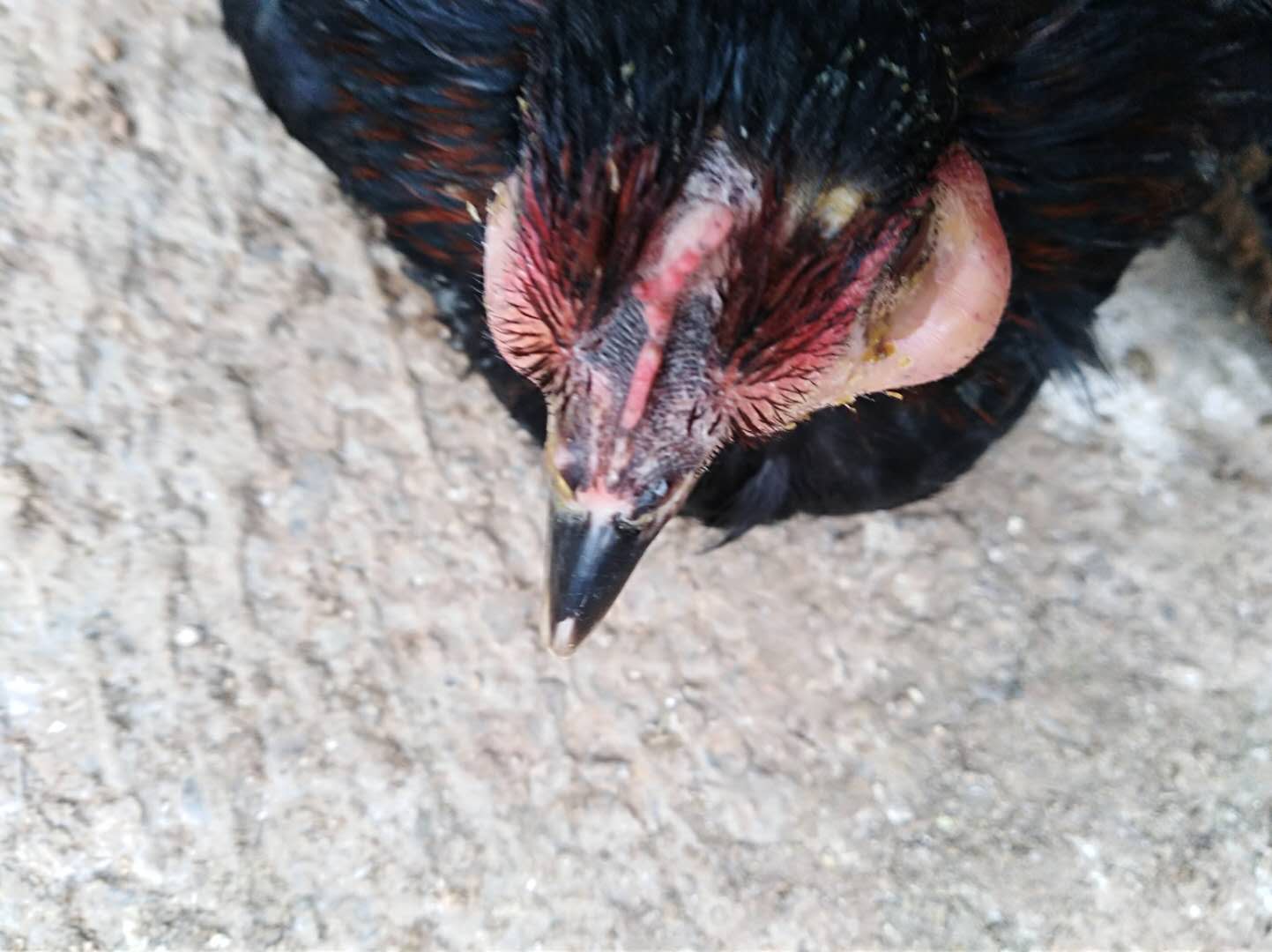 鸡什么病能引起肿头肿脸,鸡肿头综合症的症状