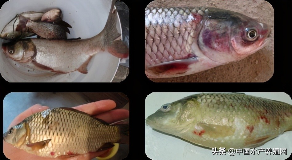 鱼病快速诊断与防病技术,鱼虾蟹病防治方法