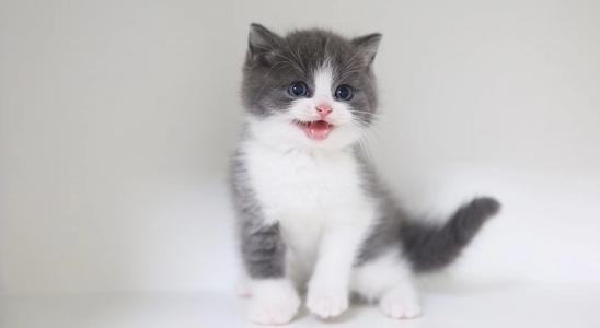 英短猫为什么尾巴长,英短猫的优缺点是什么