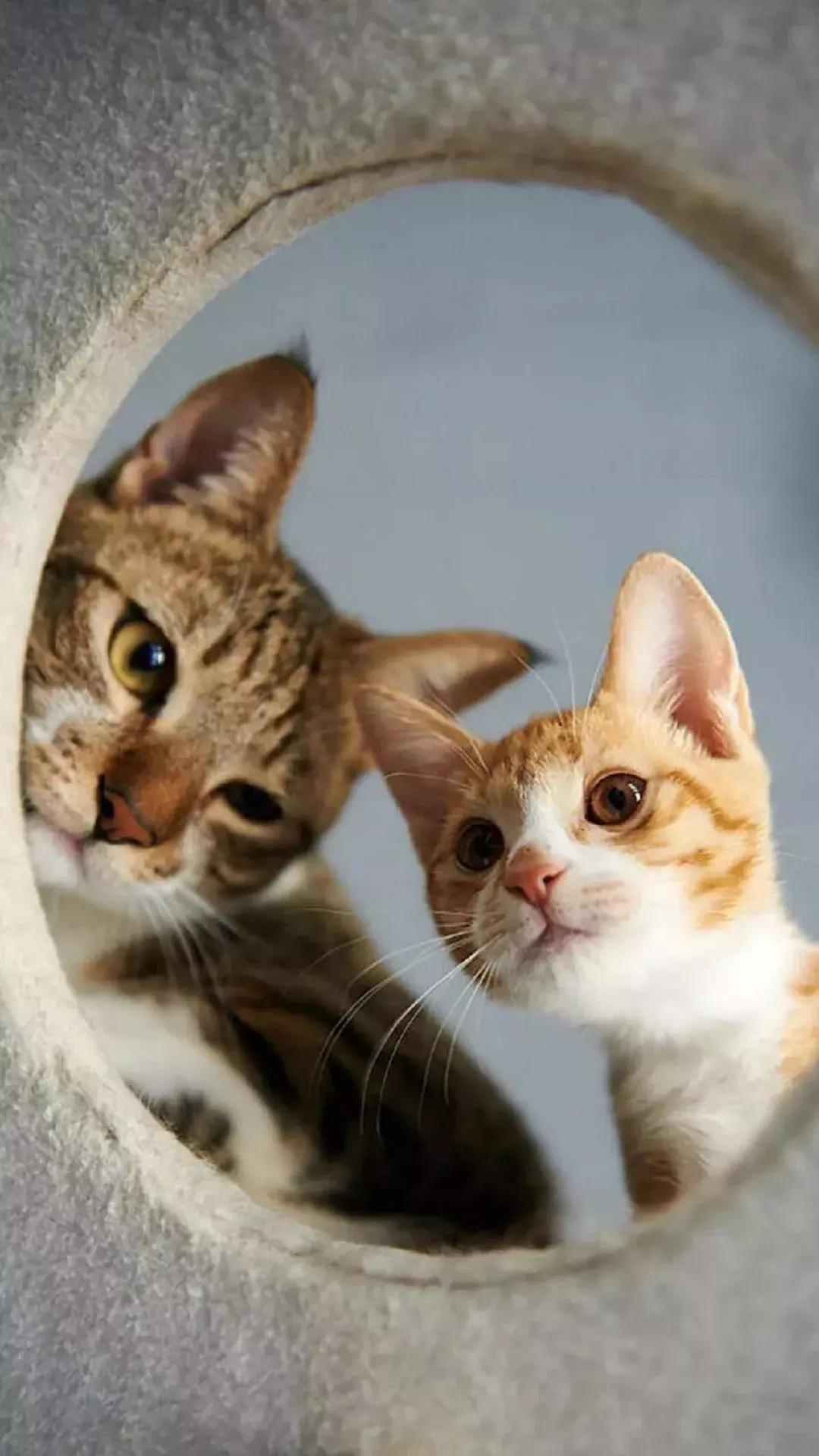 壁纸控超清壁纸,壁纸控wallpaper