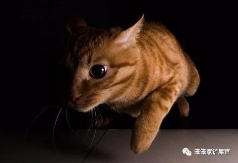 猫咪总喜欢跑酷怎么办,猫咪喜欢到处乱窜怎么回事