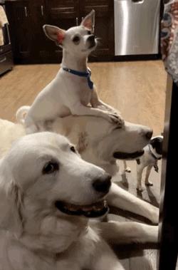 为什么这些狗狗当不了警犬，大型“反间计”现场