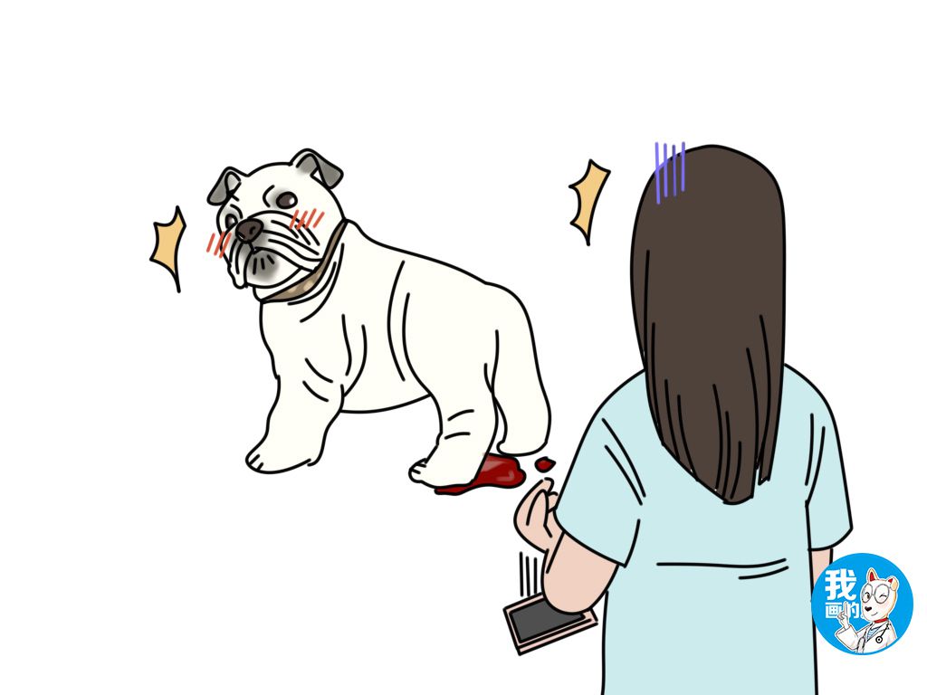 狗子来月经穿生理裤,狗子生理期生理裤自制