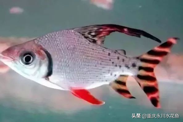 十种最漂亮的观赏鱼视频播放,观赏鱼60条