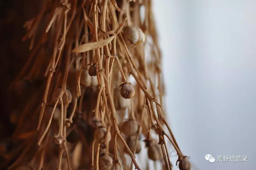 改变世界的植物：骆驼蓬PeganumharmalaL.