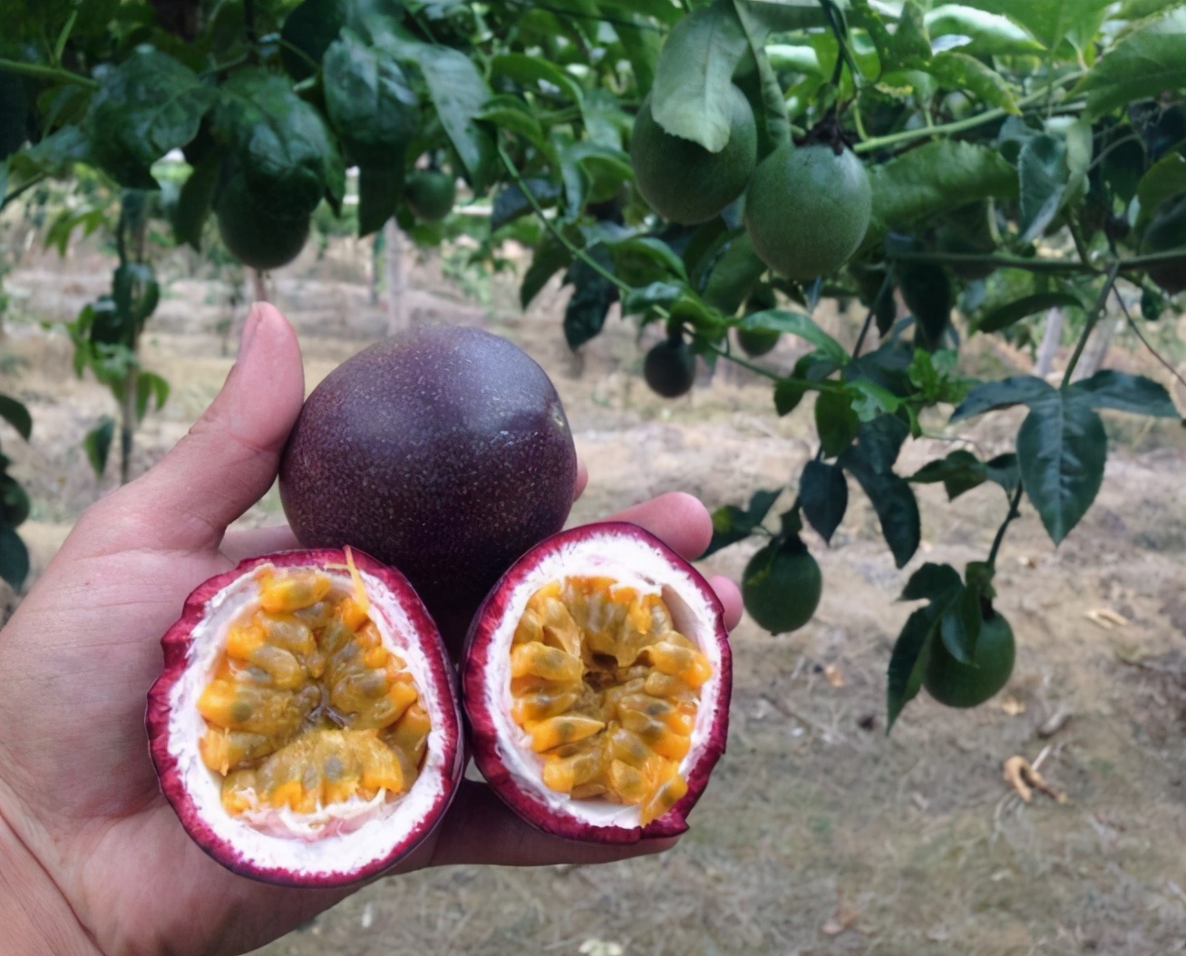 买来的百香果可以直接泡水吗,百香果买来就可以吃吗