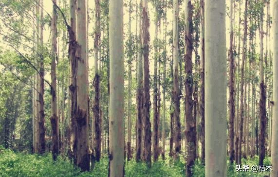 桉树为什么叫畜生桉,桉树为什么会被骂